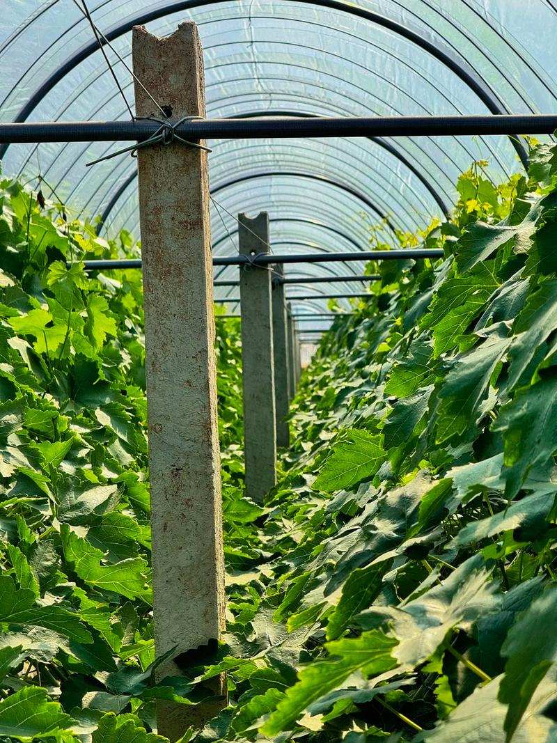 北方葡萄种植技术视频