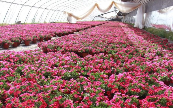 Mouse farming and planting techniques