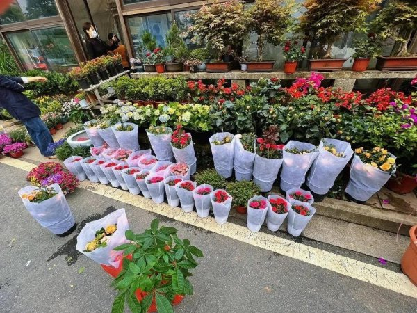 Mouse farming and planting techniques