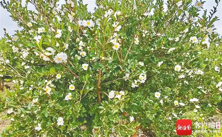 海南山茶油树种植技术