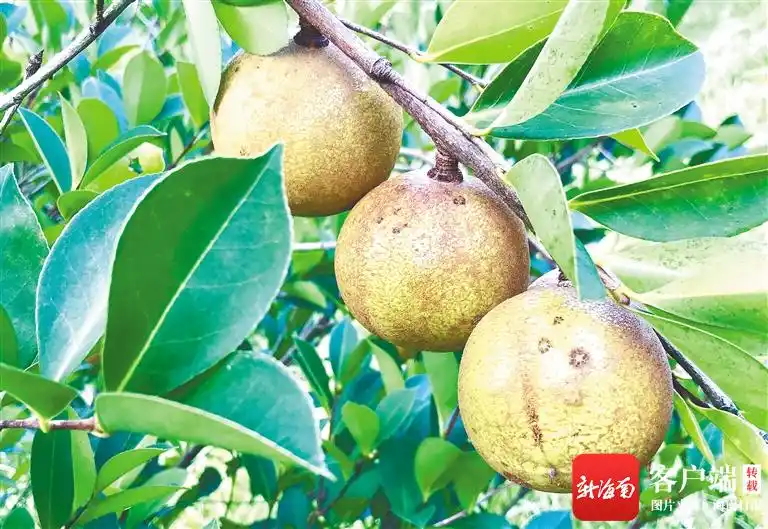 海南山茶油树种植技术