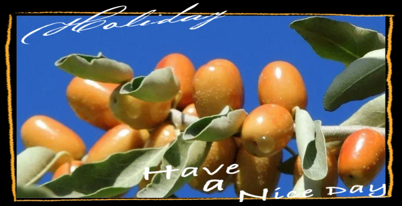 Sandfruit tree cultivation