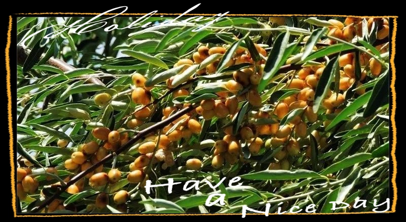 Sandfruit tree cultivation