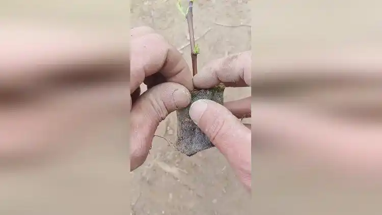 Sandfruit tree cultivation