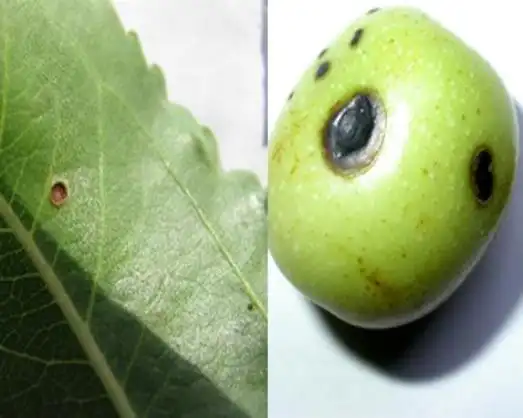 Sandfruit tree cultivation
