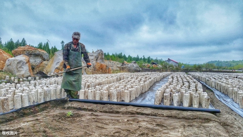 Wood farming techniques