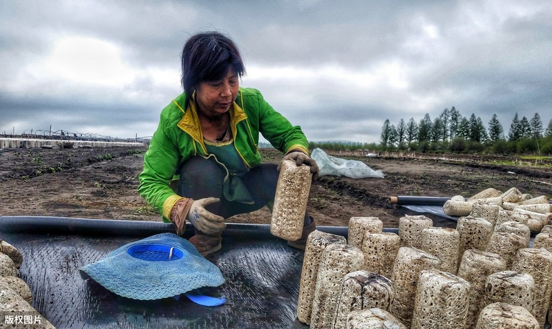 Wood farming techniques
