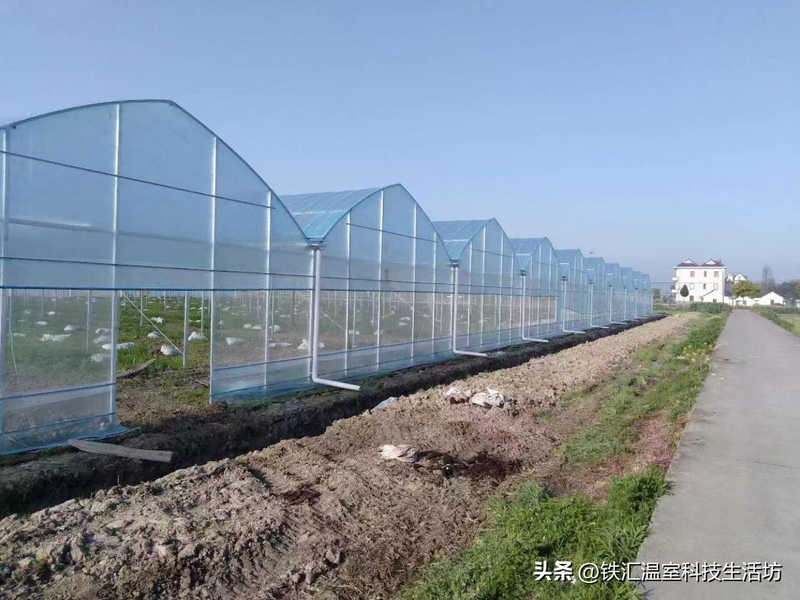 适应大棚种植的新品种果树