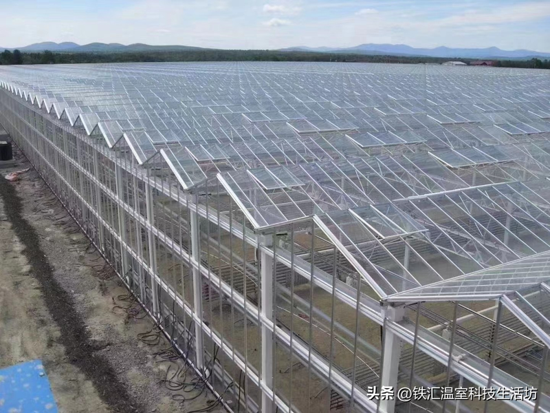 适应大棚种植的新品种果树