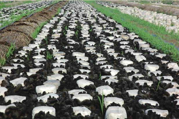 Wood farming techniques