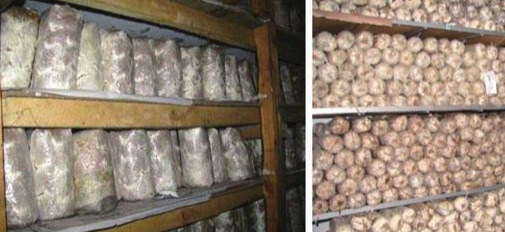 Wood farming techniques