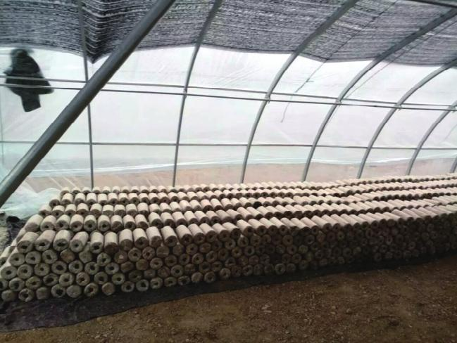 Wood farming techniques