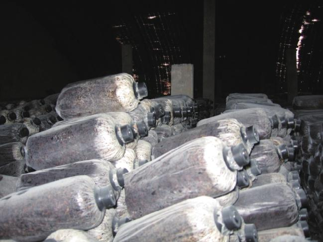 Wood farming techniques