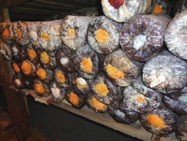 Wood farming techniques