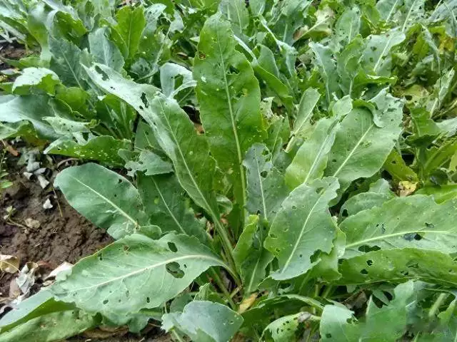 Blue root planting technology video