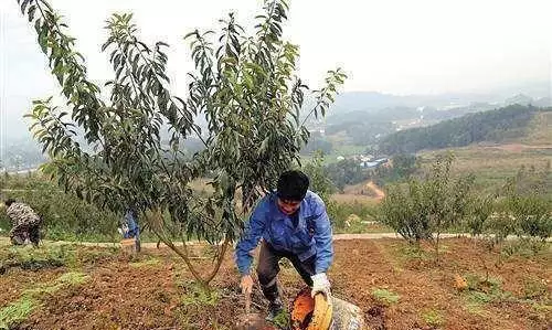 What kind of fruit can the shed grow