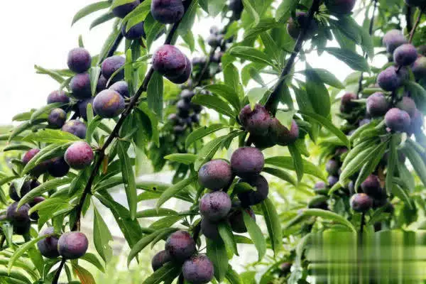 What kind of fruit can the shed grow