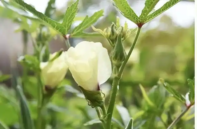 The method of planting the northern sunflower