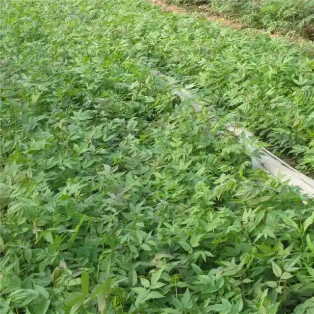 Plantation techniques