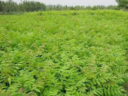 Plantation techniques