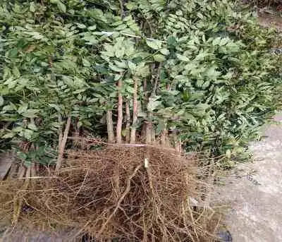 Plantation techniques