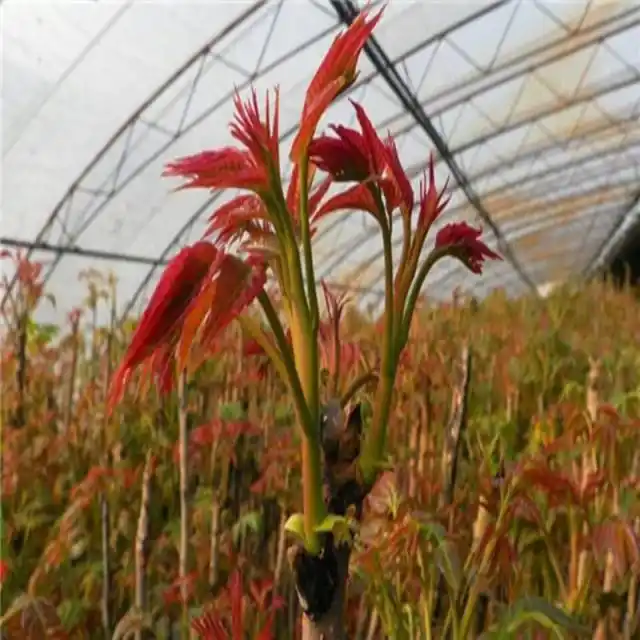 Plantation techniques