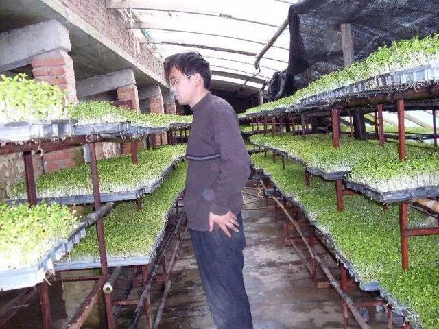 香椿种植高产技术,很全面,建议收藏