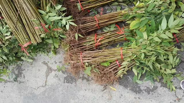 香椿树种植技术