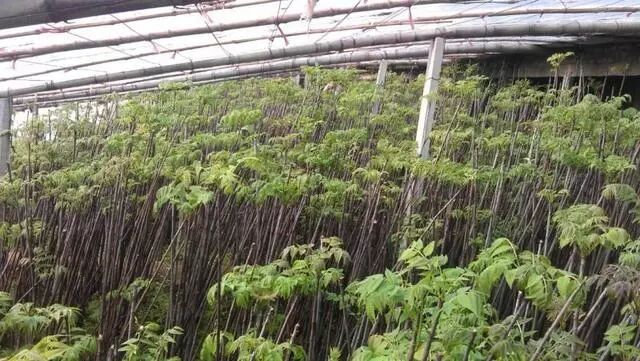 香椿树种植技术