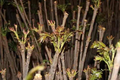 香椿树种植技术