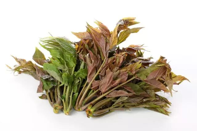 香椿树种植技术