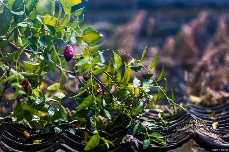 Tree cultivation methods