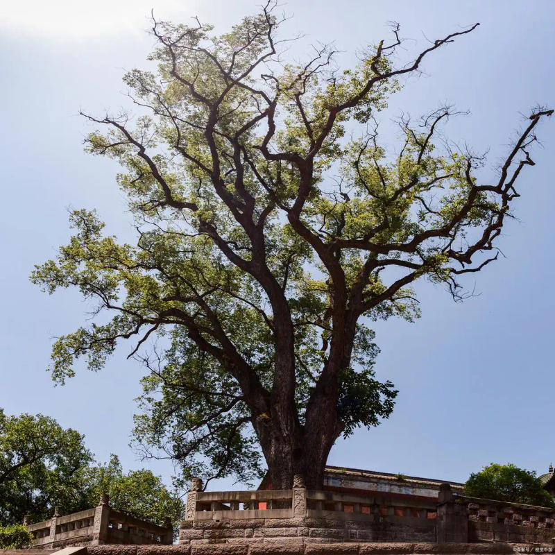 Tree cultivation methods