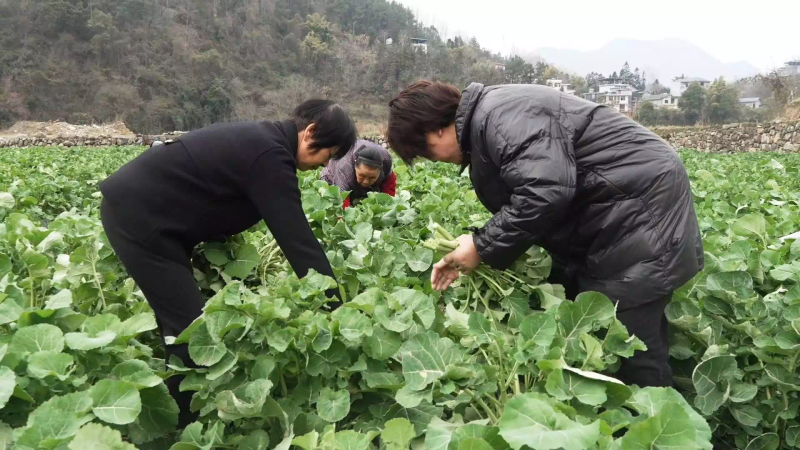 板蓝根种植技术视频