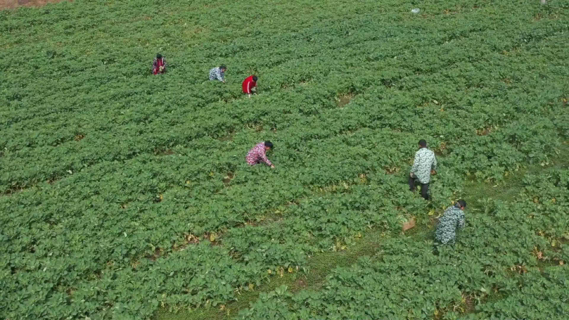 板蓝根种植技术视频