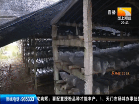 Wood farming techniques