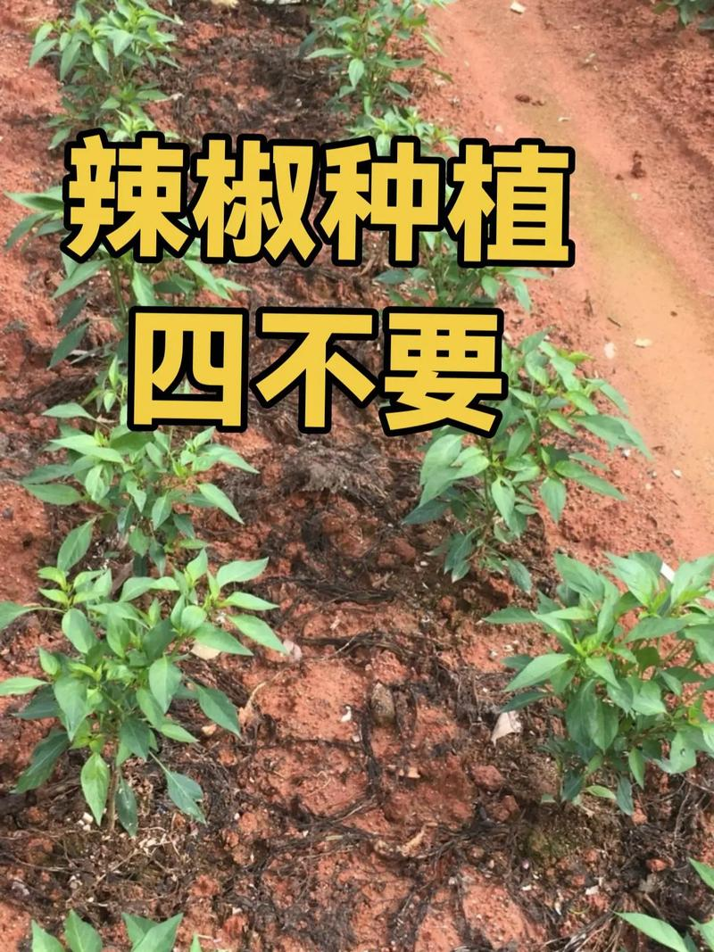 朝天辣椒种植技术