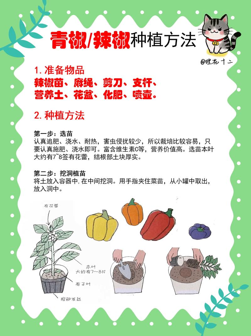 朝天辣椒种植技术