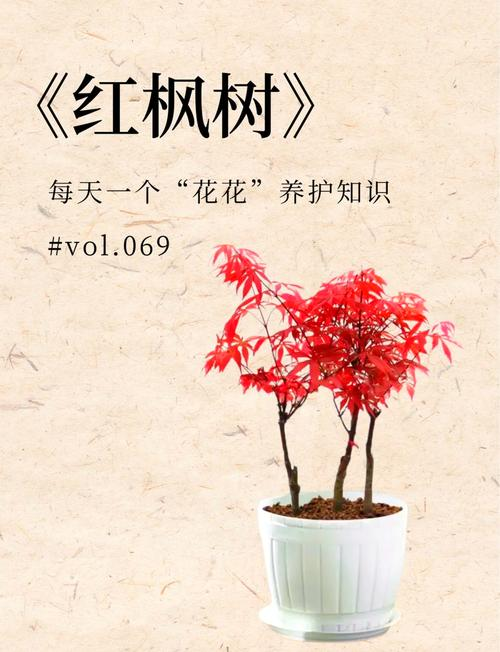 Summer maple cultivation