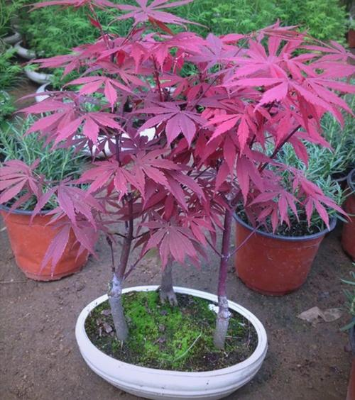 Summer maple cultivation