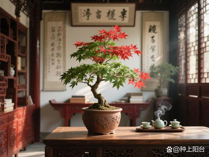 Summer maple cultivation