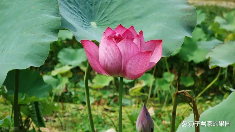 泰国花奇莲藕种植技术