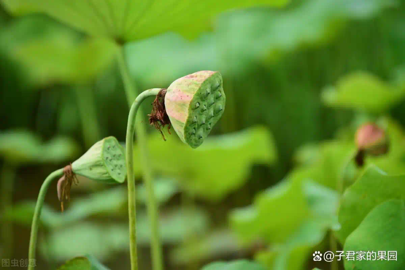 泰国花奇莲藕种植技术