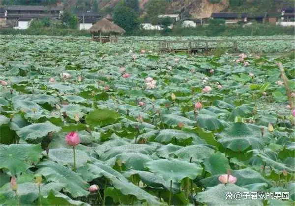 泰国花奇莲藕种植技术