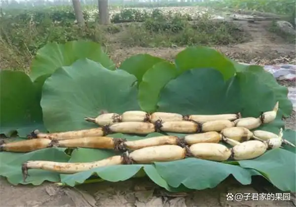 泰国花奇莲藕种植技术