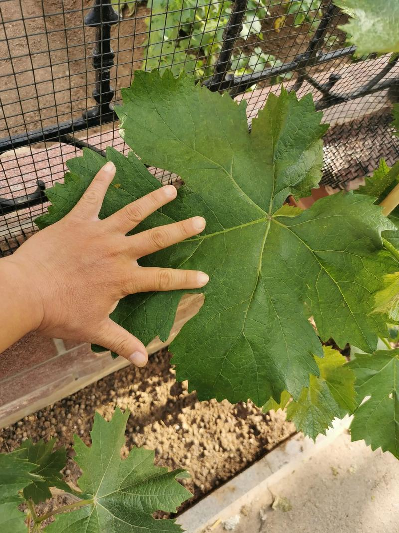 Great peak grape cultivation technology