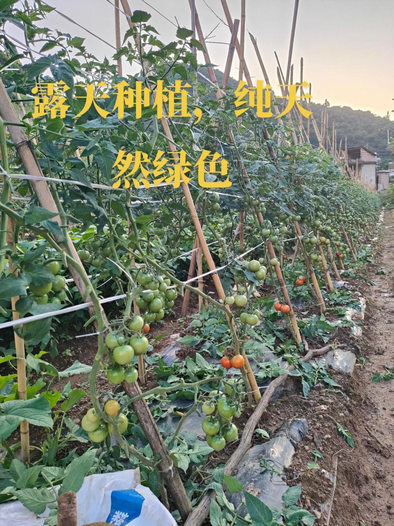 春季露天西红柿的种植技术
