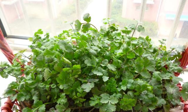 香菜的种植方法和时间