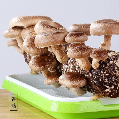 家庭蘑菇种植方法