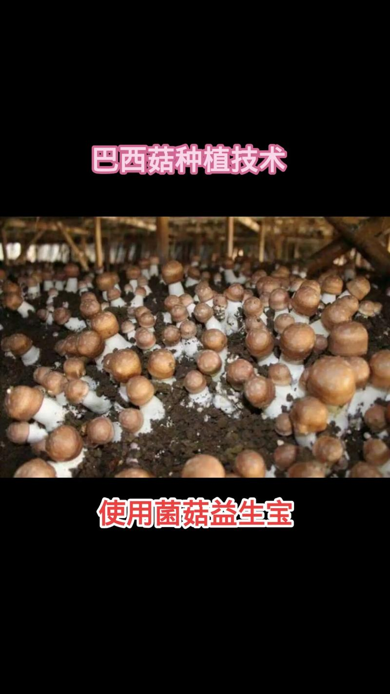 家庭蘑菇种植方法